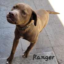 adopt-pet