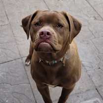 adopt-pet