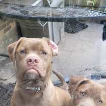 Thumbnail photo of Rocky #2