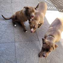 Thumbnail photo of Rocky #3