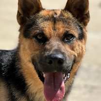 Thumbnail photo of Brody #3