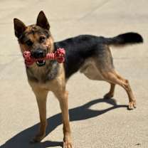 Thumbnail photo of Brody #4