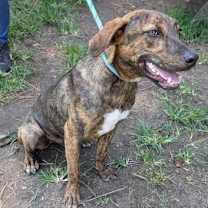 Thumbnail photo of Jay #3