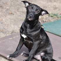 Thumbnail photo of Shadow (Lone Star Litter) #1