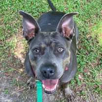 Thumbnail photo of Crystal - A true gem! #4