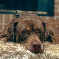 Thumbnail photo of Bonnie #3