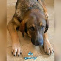 Thumbnail photo of Gus #2