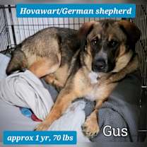 Thumbnail photo of Gus #3