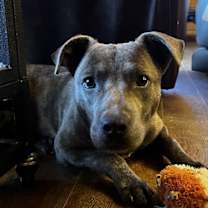 Thumbnail photo of Elvis #3