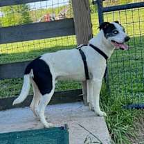 Thumbnail photo of Lokie* #4