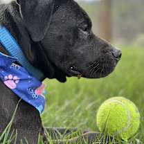 Thumbnail photo of Jenkins #1