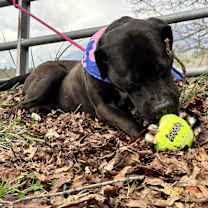 Thumbnail photo of Jenkins #2