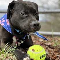 Thumbnail photo of Jenkins #3