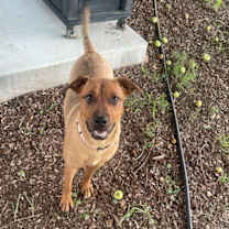 Thumbnail photo of Ginger #1