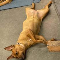 Thumbnail photo of Ginger #2