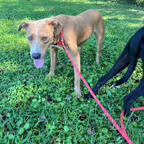 Thumbnail photo of Splinter #2