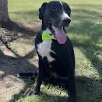 Thumbnail photo of Donatello #3