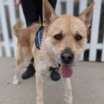 Thumbnail photo of COOPER #1