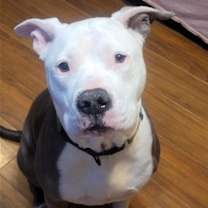 Thumbnail photo of Freddie #2