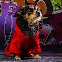 Thumbnail photo of Buddy #1