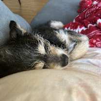 Thumbnail photo of Buddy #3