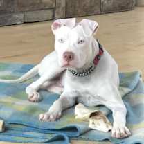 Thumbnail photo of Zeke #3
