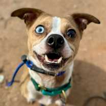 adopt-pet