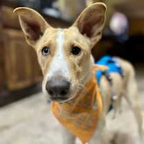 adopt-pet