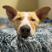 Thumbnail photo of Jeffery #3