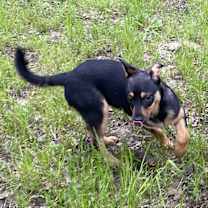 Thumbnail photo of Rosco #3