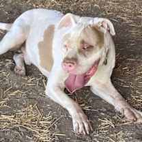 Thumbnail photo of Paco #3