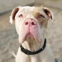 Thumbnail photo of Paco #4