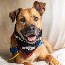 Thumbnail photo of Angus #1