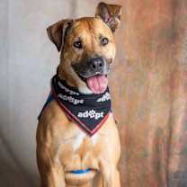 Thumbnail photo of Angus #2
