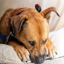 Thumbnail photo of Angus #3