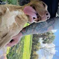 Thumbnail photo of Snickerdoodle #1