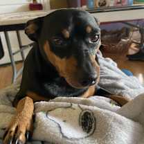 Thumbnail photo of Dax #1