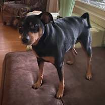 Thumbnail photo of Dax #2