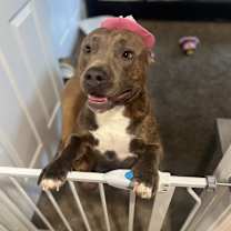 Thumbnail photo of Enzo #4