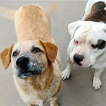 Thumbnail photo of TOBER & blind dog POPPY #1