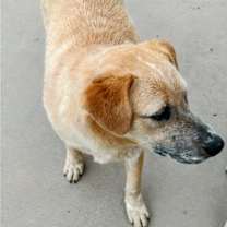 Thumbnail photo of TOBER & blind dog POPPY #2