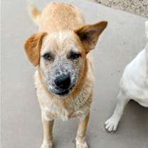 Thumbnail photo of TOBER & blind dog POPPY #4