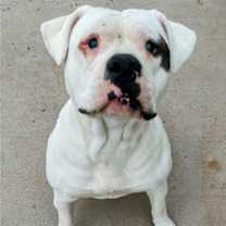 Thumbnail photo of POPPY & her seeing eye dog TOBER #2