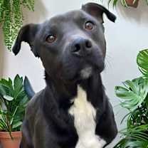 Thumbnail photo of Apollo #2