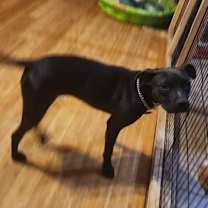 Thumbnail photo of Frankie #1