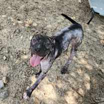 Thumbnail photo of Frankie #3