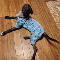 Thumbnail photo of Frankie #4
