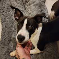 Thumbnail photo of Hershey #2