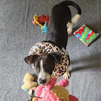 Thumbnail photo of Hershey #3