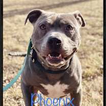 Thumbnail photo of Phoenix #1
